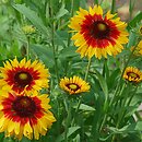 Gaillardia aristata (gailardia oścista)