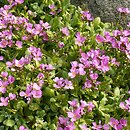 Arabis caucasica (gęsiówka kaukaska)