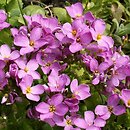 Arabis caucasica Hedi