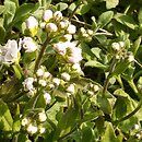 Arabis caucasica Plena