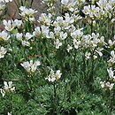Arabis androsacea (gęsiówka naradkowa)