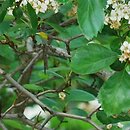 Crataegus succulenta (głóg soczysty)