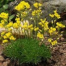 Draba bruniifolia (głodek kaukaski)