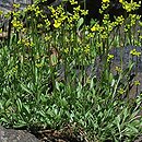 Draba sibirica (głodek syberyjski)