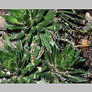 Draba lasiocarpa (głodek kosmaty)