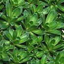 Draba ×suendermannii (głodek Sündermanna)