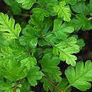 Crataegus wattiana