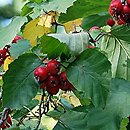 Crataegus mollis (głóg miękki)
