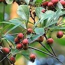 Crataegus persimilis cv. Splendens (głóg śliwolistny 'Splendens')