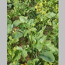 Sinapis alba (gorczyca jasna)