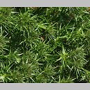 Drypis spinosa
