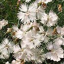 Dianthus plumarius (goździk postrzępiony)