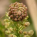 Lepidium densiflorum (pieprzyca gęstokwiatowa)