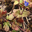 Veronica triphyllos (przetacznik trójlistkowy)