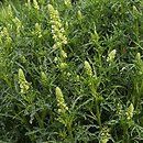 Reseda lutea (rezeda żółta)