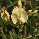 Vicia grandiflora (wyka wielkokwiatowa)