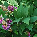 Lathyrus venetus