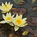 Nymphaea hort. Pygmaea Helvola