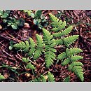 Gymnocarpium dryopteris (cienistka trójkątna)