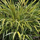 Hakonechloa macra (hakenochloa smukła)