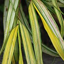 Hakonechloa macra Aureola