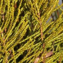 Veronica armstrongii (hebe Armnstronga)