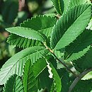 Hemiptelea davidii (hemipteleja Davida)