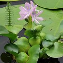 Pontederia crassipes (eichornia gruboogonkowa)