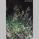 Hierochloe australis (turówka leśna)