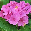 Hydrangea macrophylla Frau Nobuko
