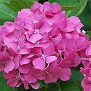 Hydrangea macrophylla Bodensee