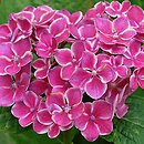 Hydrangea macrophylla Frau Taiko