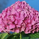 Hydrangea macrophylla Ursula