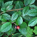 Cotoneaster dielsianus var. elegans (irga okazała)