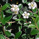 Cotoneaster ×suecicus Coral Beauty