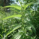 Urtica pubescens