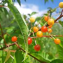 Prunus pensylvanica