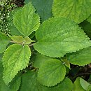 Boehmeria holosericea