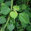 Boehmeria japonica (szczmiel japoński)