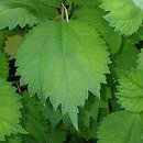 Boehmeria longispica