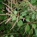 Boehmeria spicata