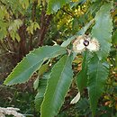 Castanea pumila (kasztan niski)