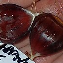 Castanea ×neglecta