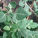 Chenopodium vulvaria (komosa mierzliwa)