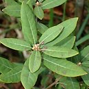 Chrysolepis sempervirens