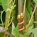Cuscuta pentagona