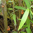 Debregeasia orientalis