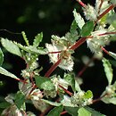 Forsskaolea angustifolia