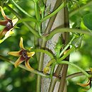 Gonolobus gonocarpos
