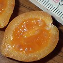 Solanum Iwona